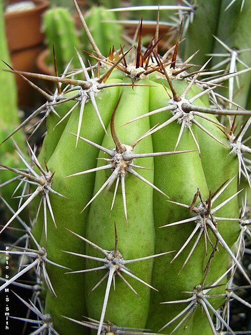 Echinopsis tacaquirensis cactus met heldere roze bloemen en groene stekels.