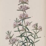 Prachtige Mirbelia speciosa bloeiende plant in botanisch registerillustratie.