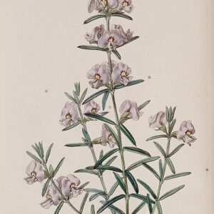 Prachtige Mirbelia speciosa bloeiende plant in botanisch registerillustratie.