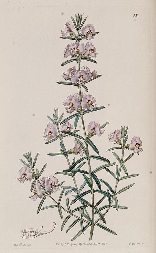 Prachtige Mirbelia speciosa bloeiende plant in botanisch registerillustratie.
