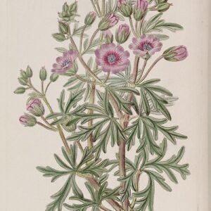 Geranium tuberosum plant in botanical illustration.