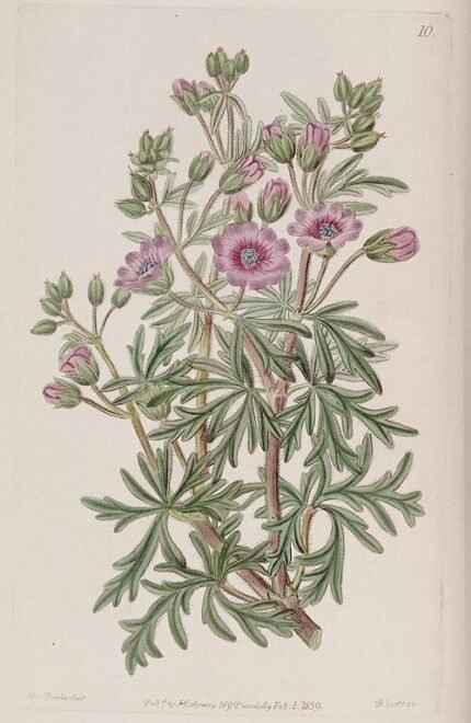 Geranium tuberosum plant in botanical illustration.