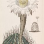 Illustratie van Acanthocalycium cactus met heldergroene stekels.