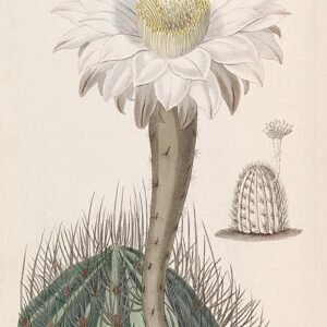 Illustratie van Acanthocalycium cactus met heldergroene stekels.