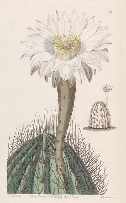 Illustratie van Acanthocalycium cactus met heldergroene stekels.