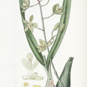 Encyclia patens orchidee bloem op botanische illustratie achtergrond.