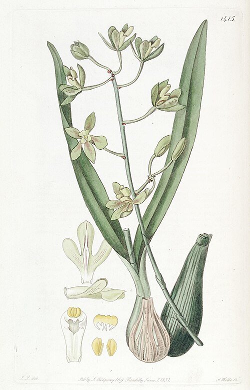Encyclia patens orchidee bloem op botanische illustratie achtergrond.