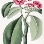 Close-up van Leuenbergeria plant met groen blad en rode bloemen.