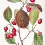 Crataegus persimilis plant met groene bladeren en rode bessen.