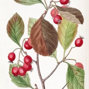 Crataegus persimilis plant met groene bladeren en rode bessen.