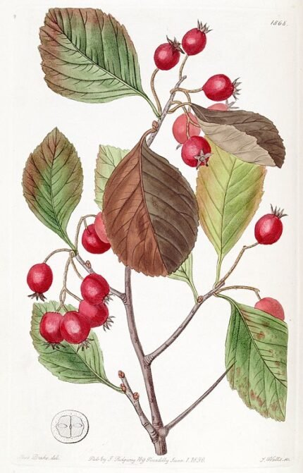 Crataegus persimilis plant met groene bladeren en rode bessen.