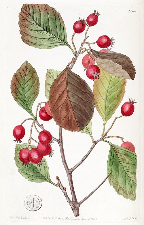 Crataegus persimilis plant met groene bladeren en rode bessen.