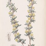 Berberis empetrifolia struik met heldergroene bladeren en gele bloemen.