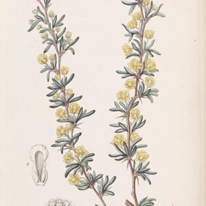 Berberis empetrifolia struik met heldergroene bladeren en gele bloemen.