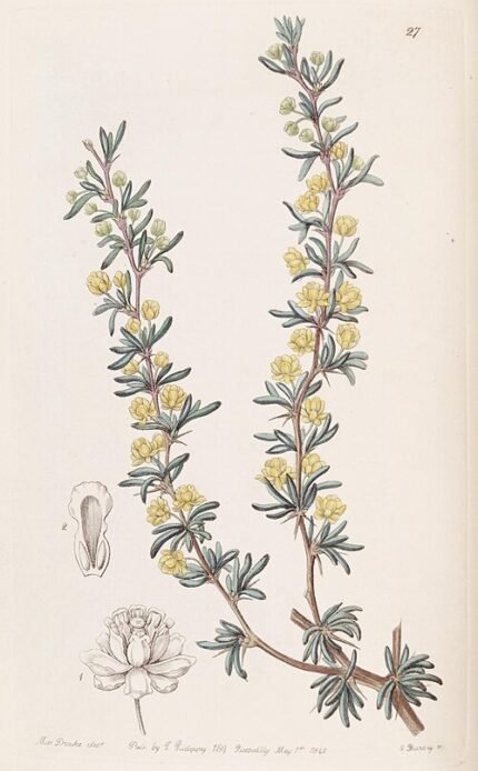 Berberis empetrifolia struik met heldergroene bladeren en gele bloemen.