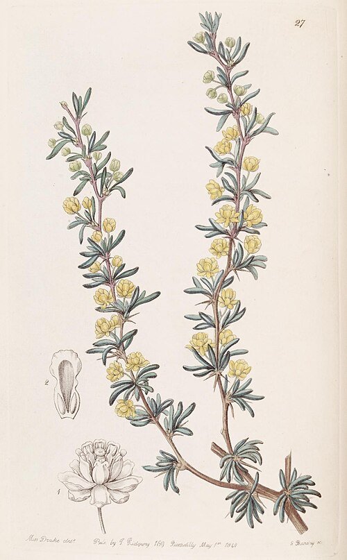 Berberis empetrifolia struik met heldergroene bladeren en gele bloemen.