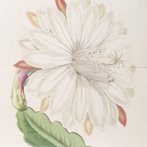 Coral red Disocactus crenatus plant with oval flat leaves and bright red flowers.