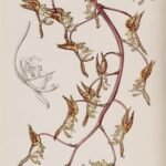 Illustratie van Gongora fulva orchidee in Edward's botanische register.