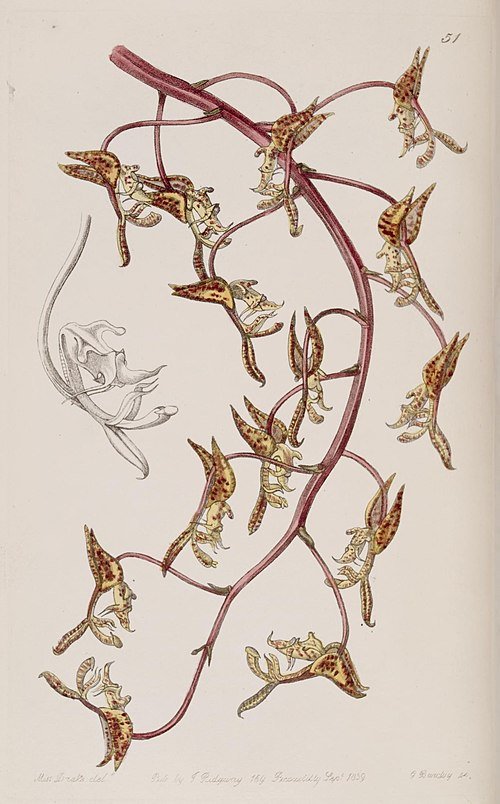 Illustratie van Gongora fulva orchidee in Edward's botanische register.