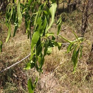 Ehretia saligna boom met groen blad en donkere takken.