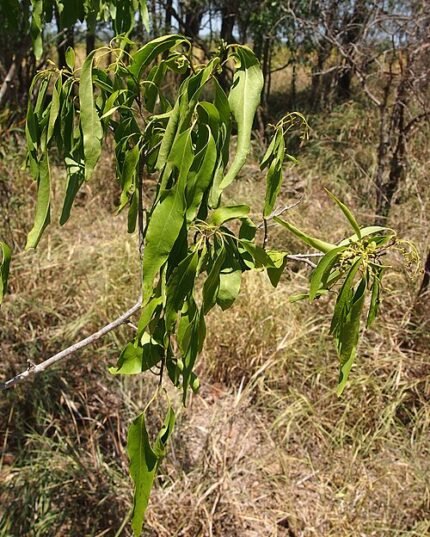 Ehretia saligna boom met groen blad en donkere takken.