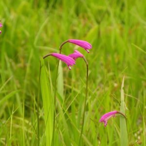 Delicate zachtroze Eleorchis bloem met groene bladeren op donkere achtergrond.