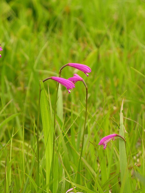 Delicate zachtroze Eleorchis bloem met groene bladeren op donkere achtergrond.