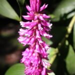 Purple and white Elleanthus robustus orchid with long graceful petals.
