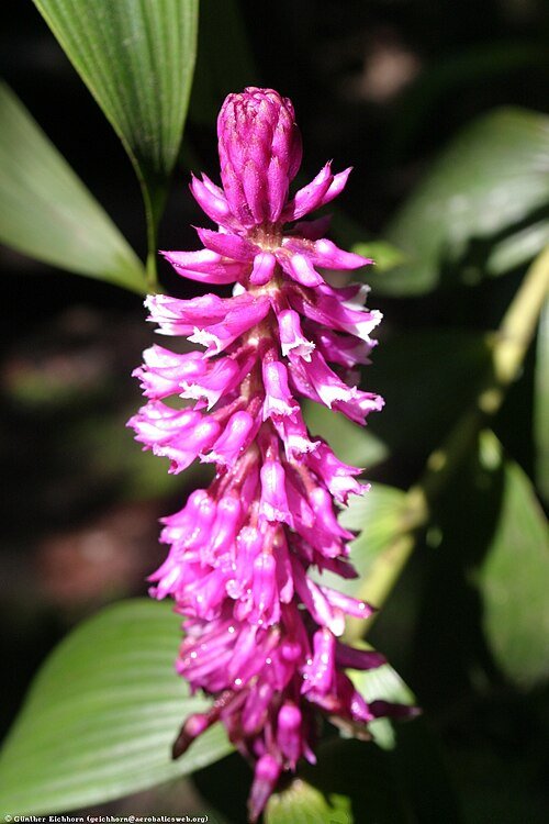 Purple and white Elleanthus robustus orchid with long graceful petals.