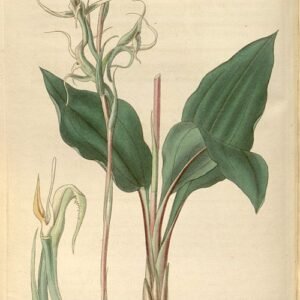 Eltroplectris calcarata orchidee met paarse bloemen en groene bladeren.