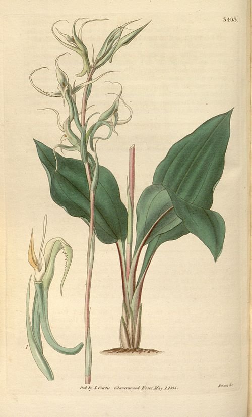 Eltroplectris calcarata orchidee met paarse bloemen en groene bladeren.