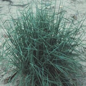 Elymus wawawaiensis gras met lange smalle bladeren en dichte bloeiwijze.