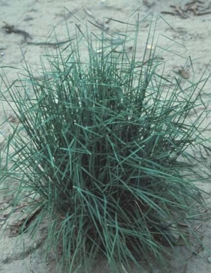 Elymus wawawaiensis gras met lange smalle bladeren en dichte bloeiwijze.