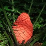 Encephalartos ferox plant in botanical garden setting.