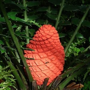 Encephalartos ferox plant in botanical garden setting.