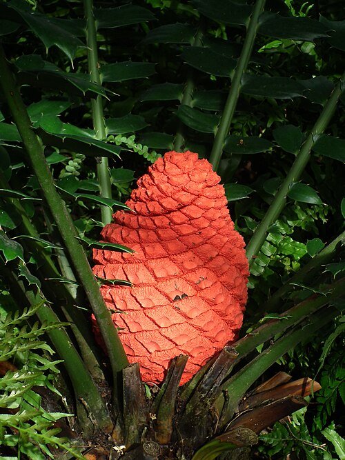 Encephalartos ferox plant in botanical garden setting.