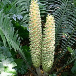 Zeldzame Encephalartos villosus cycadepalm in botanische tuin.