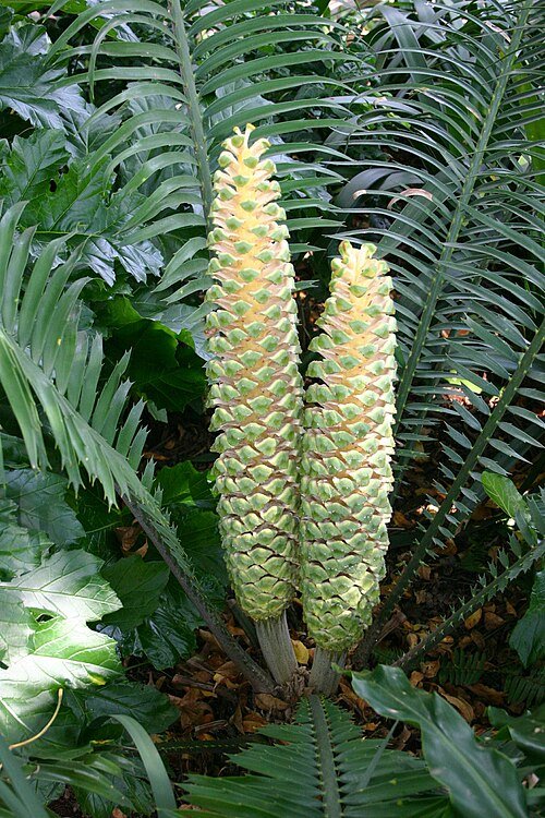 Zeldzame Encephalartos villosus cycadepalm in botanische tuin.