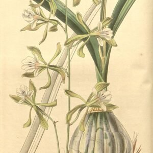 Encyclia adenocarpa orchidee met heldere tinten en delicate bloemblaadjes.
