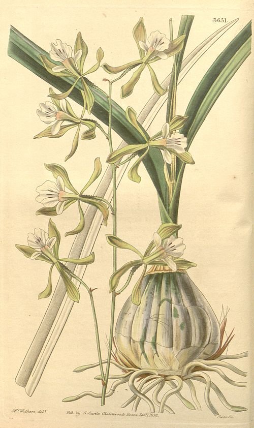 Encyclia adenocarpa orchidee met heldere tinten en delicate bloemblaadjes.