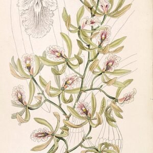 Encyclia ambigua orchidee met paarse bloemen en groene bladeren op witte achtergrond.