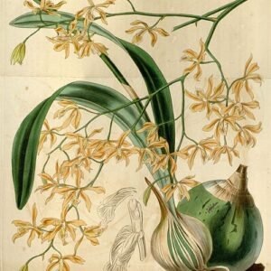 Encyclia candollei orchidee bloem op botanische illustratie uit 1840.