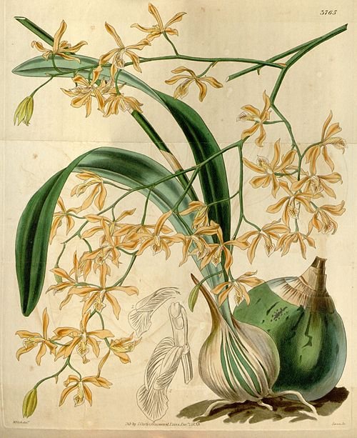 Encyclia candollei orchidee bloem op botanische illustratie uit 1840.