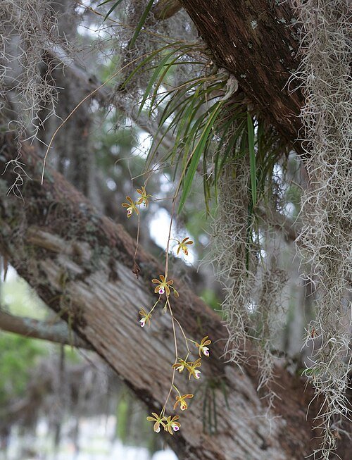 Encyclia tampensis orchidee bloem in paars en wit op groene achtergrond.