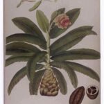 Ensete superbum plant met grote groene bladeren en tropische uitstraling.