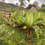 Ensete ventricosum plant in Arba Minch, Ethiopië.