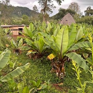 Ensete ventricosum plant in Arba Minch, Ethiopië.