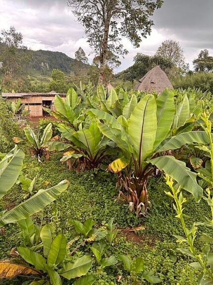 Ensete ventricosum plant in Arba Minch, Ethiopië.