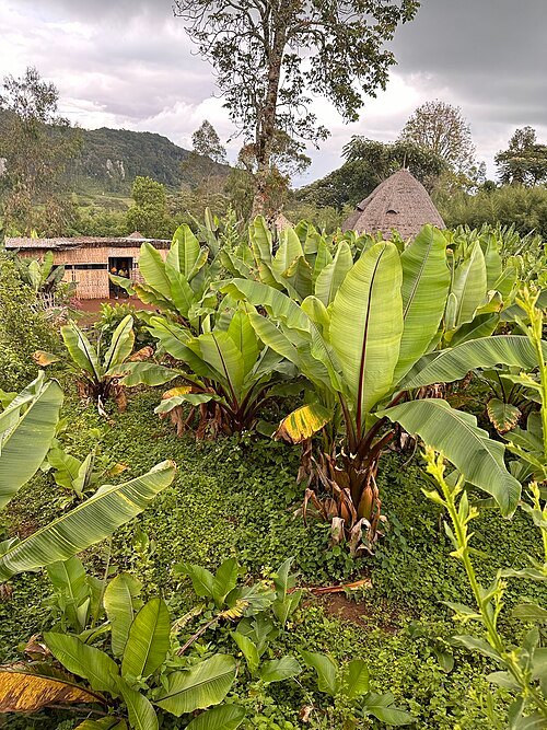 Ensete ventricosum plant in Arba Minch, Ethiopië.