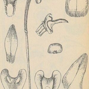 Epiblastus orchidee met kleigrond kenmerkende basale bladeren en bloemtak.